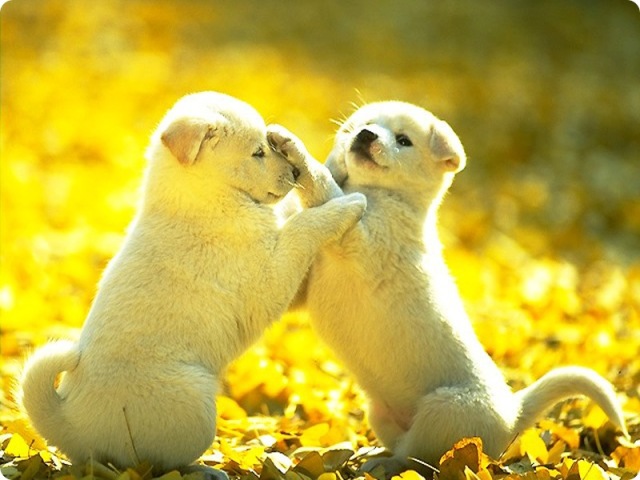 Male puppies will sometimes intentionally let female puppies win when they play-fight in order to get to know them better